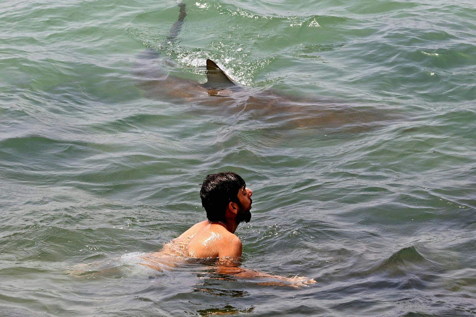 Von wegen Panik: Im israelischen Badeort Hadera kommen sich Mensch und Raubfisch derzeit besonders nahe.