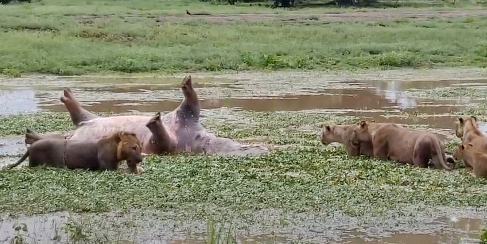 Das Löwenrudel in&nbsp;South Luangwa machte sich gerade über den Kadaver eines Flusspferdes her, da konnte Heike Hochberger etwas wirklich skurriles mit ihrer Kamera festhalten.