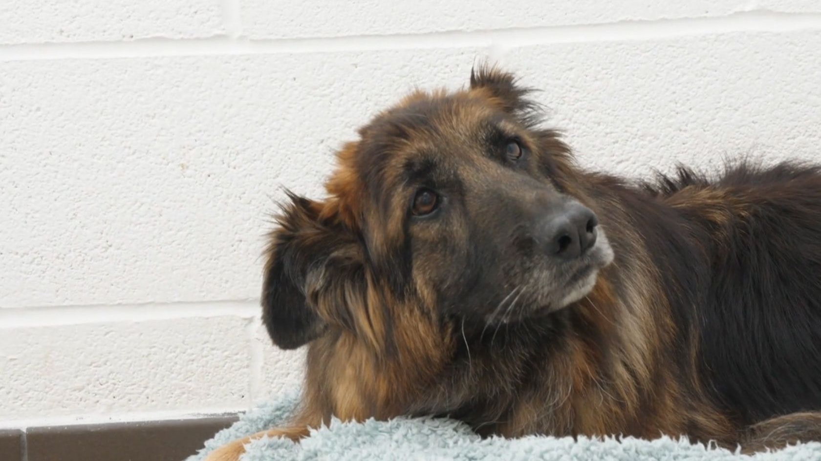 Die treuherzige Schäferhündin "Bella" sollte mit 11 Jahren in einem Fluss ertränkt werden. 