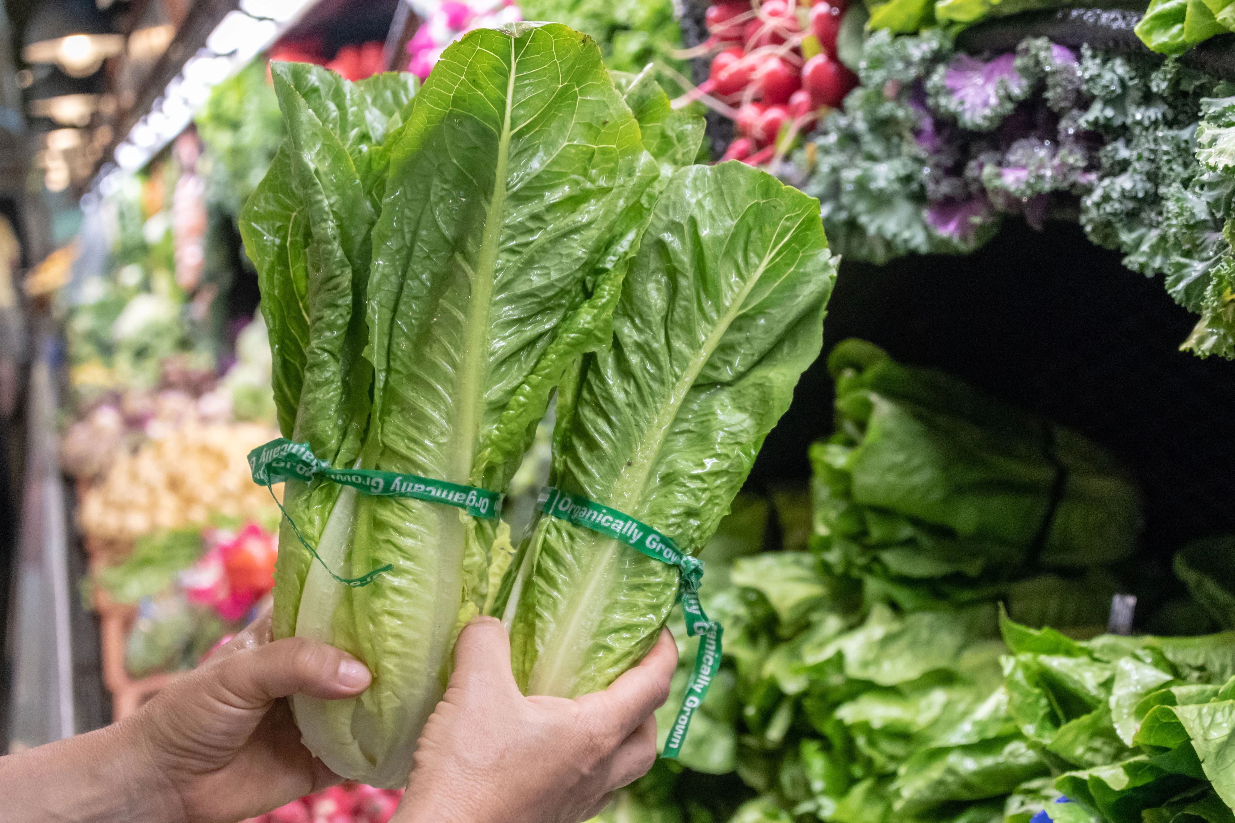 female hands holding organic romaine lettuce.