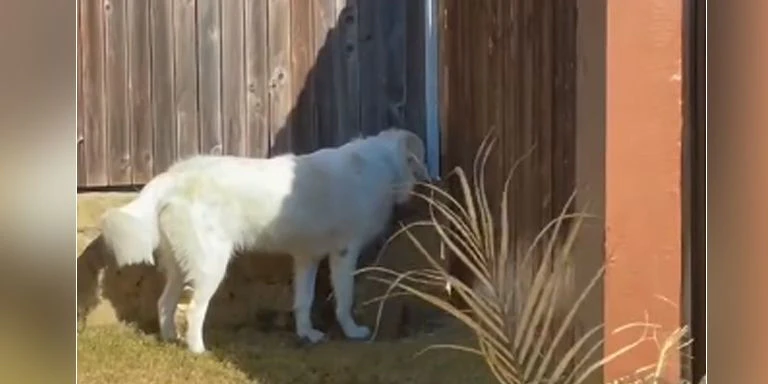 Der Hund wartet seit Monaten am selben Platz im Garten.
