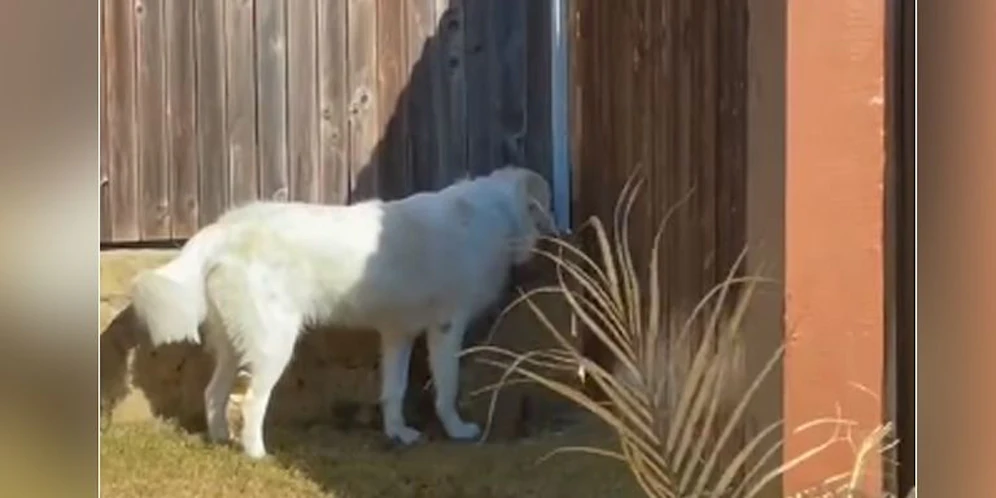 Der Hund wartet seit Monaten am selben Platz im Garten.
