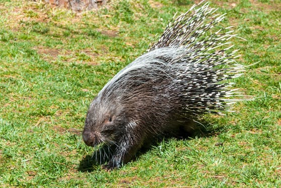 Aus dem Steppentierpark in Pamhagen (Burgenland) ist ein Stachelschwein ausgebüxt.