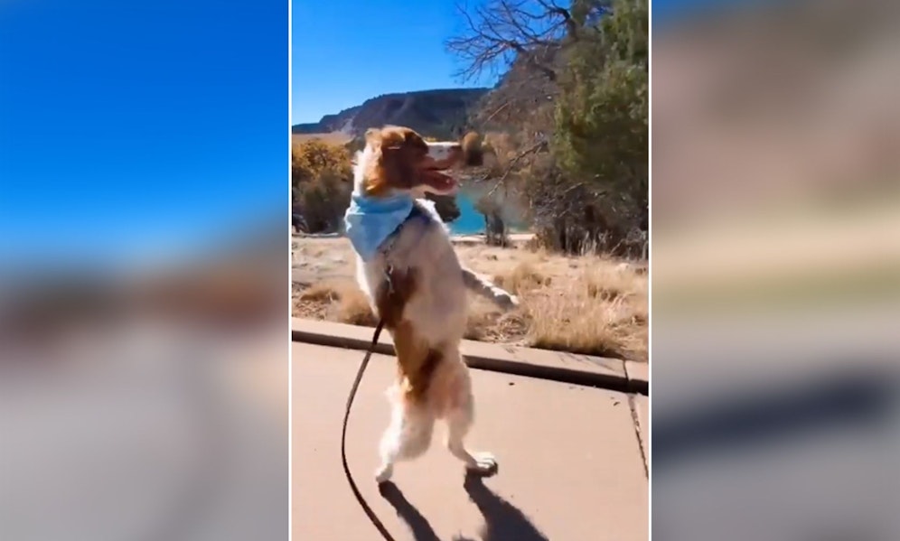 Es lustig aussehen, doch es steckt ein trauriger Grund hinter 