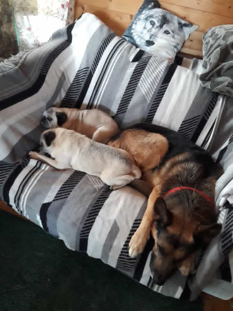 "Toni" kuschelt mit seinen neuen Hundefreundinnen.