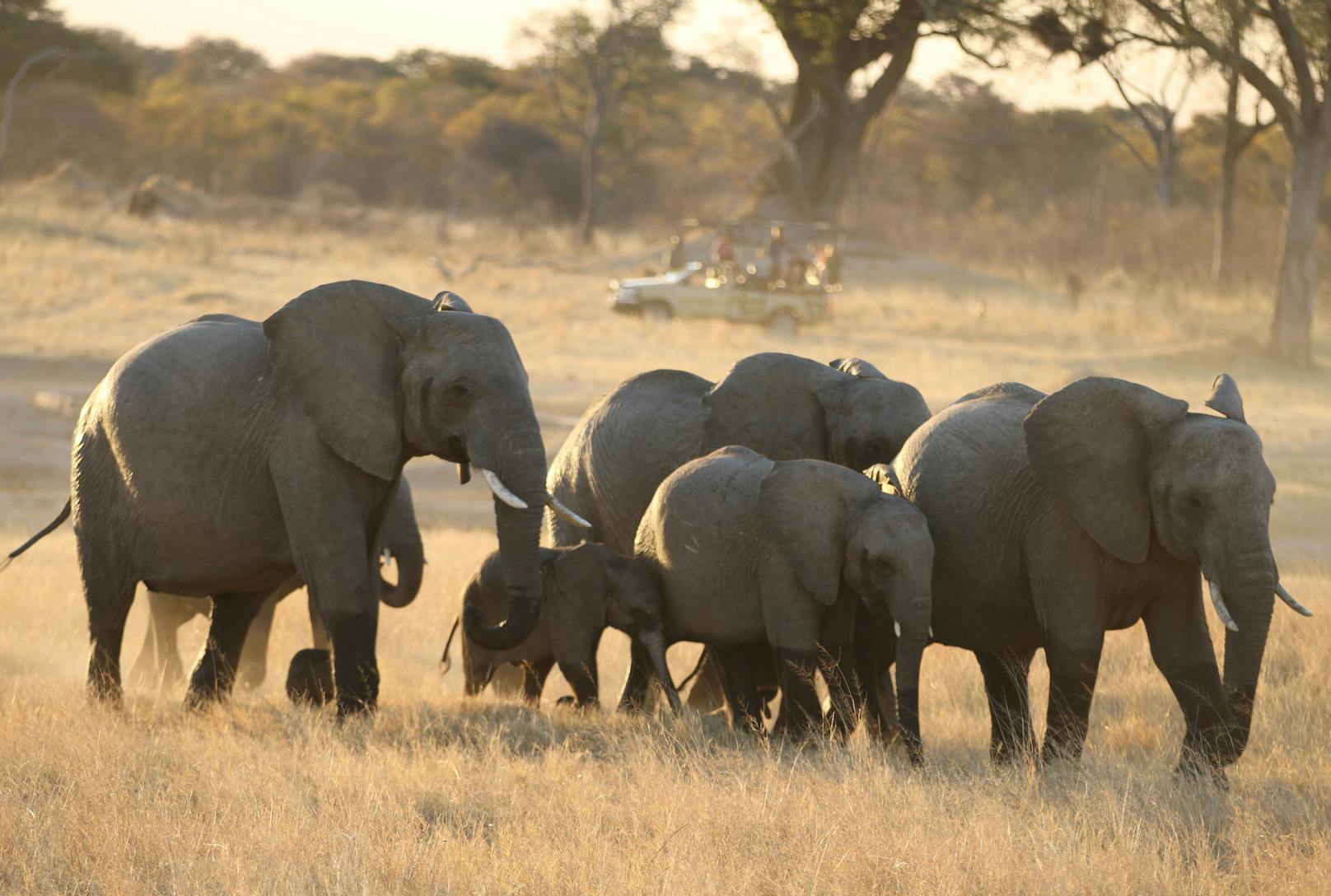 Simbabwe verkauft Rechte zum Abschuss von 500 Elefanten