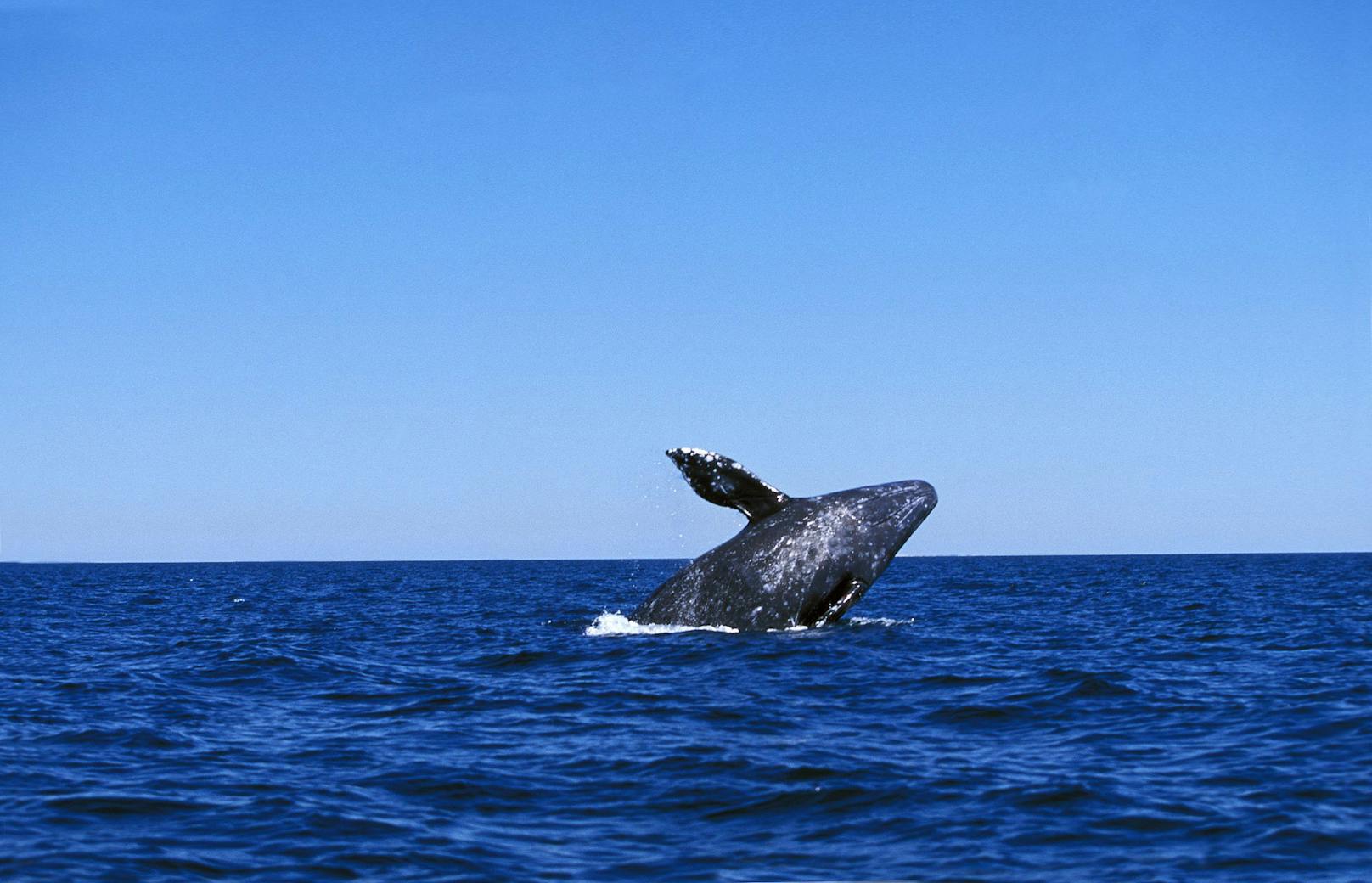 Grauwale erreichen ein Körperlänge von bis zu 15 Metern und wiegen bis zu 40 Tonnen. 