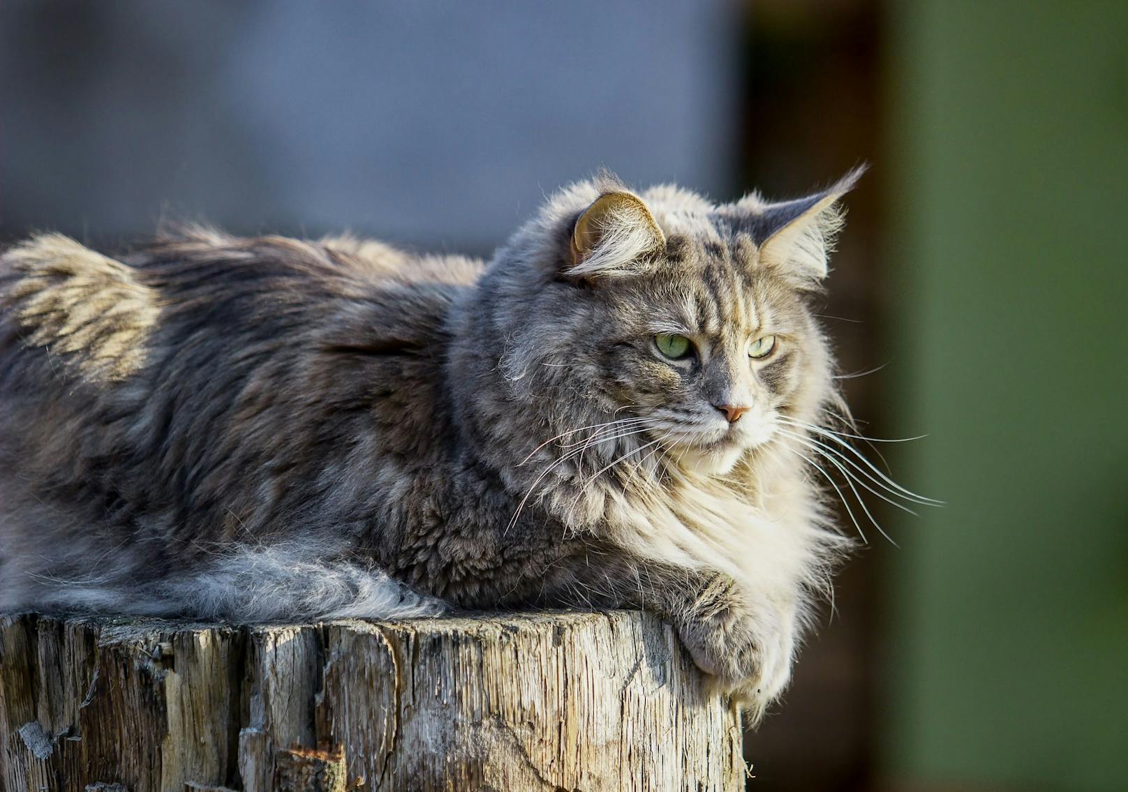 Die "<strong>Main Coon</strong>" darf natürlich nicht fehlen und hat sogar den ersten Platz bei den beliebstesten Katzenrassen auf Instagram erreicht. Die großen und wunderschönen Hauskatzen sind aber auch wirklich imposant. <br>