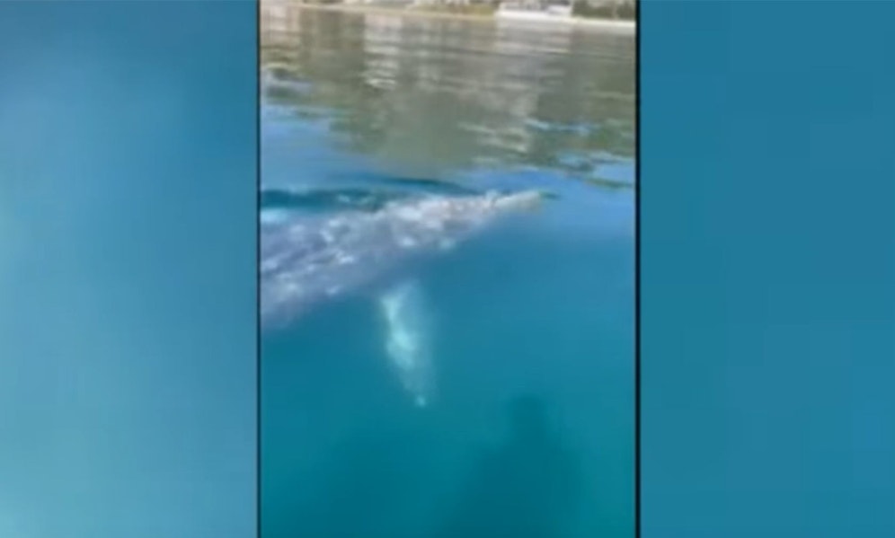 Ein Grauwal hatte sich vor die Küste Italiens verirrt. 