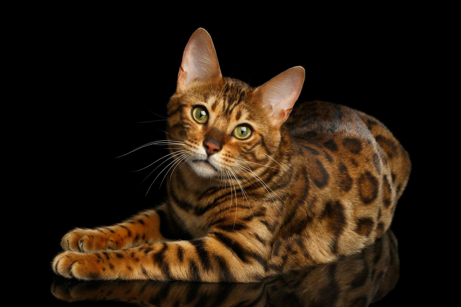 Die <strong>Bengalkatze</strong> ist natürlich in Schönheit und Eleganz kaum zu übertreffen. Sehen sie doch wirklich wie ein kleiner Leopard aus.  