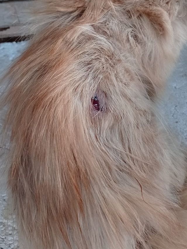 Die Wunde sah nach einer Schussverletzung aus.