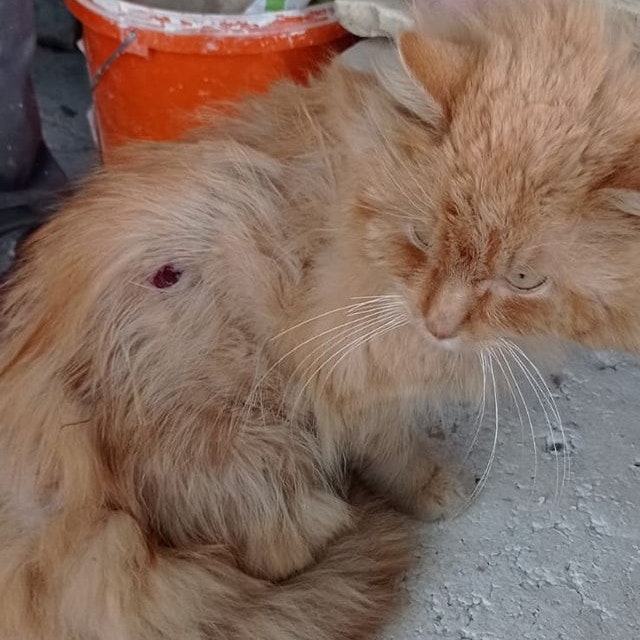 Der rote Kater wurde auf einer Baustelle gefunden.