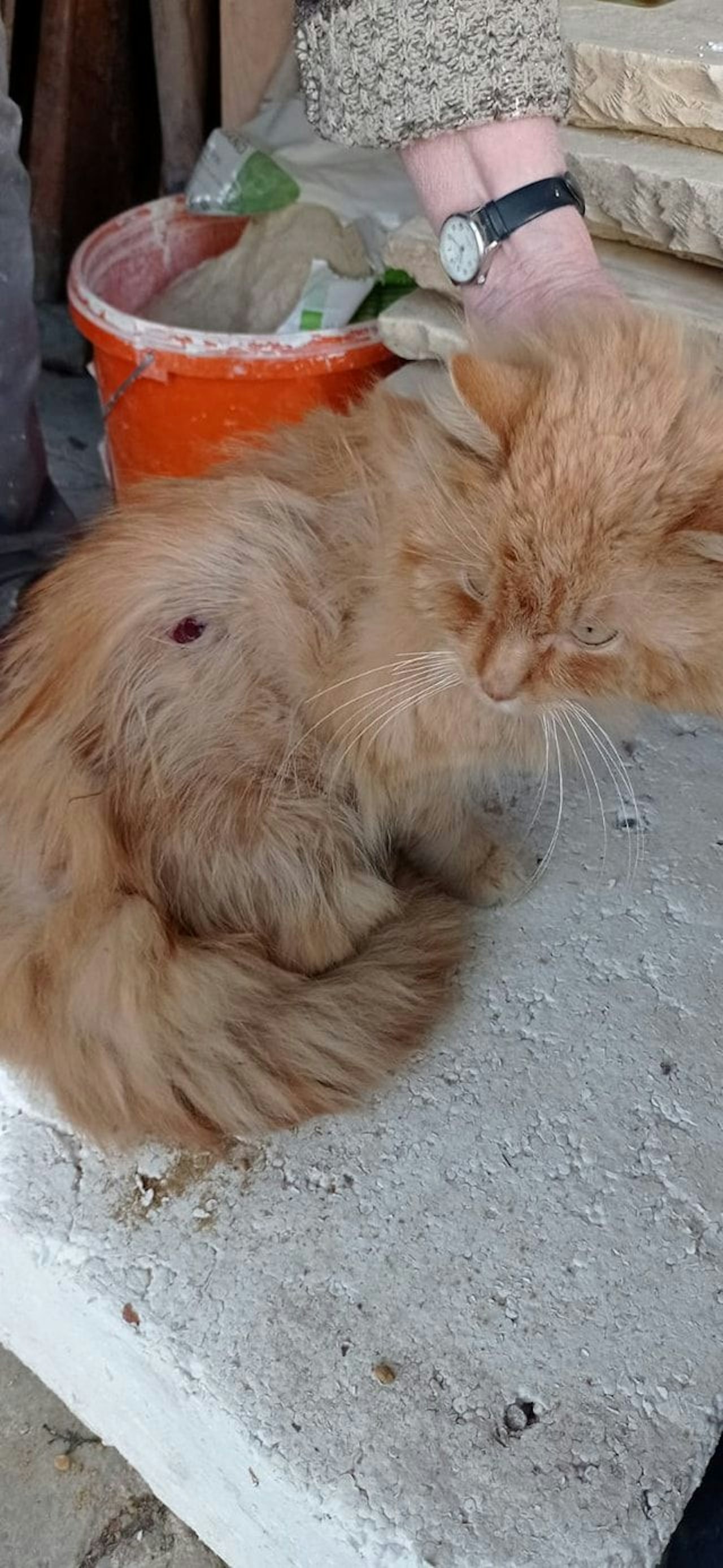 Heute.at - Angeschossen? Kater mit blutender Wunde aufgefunden