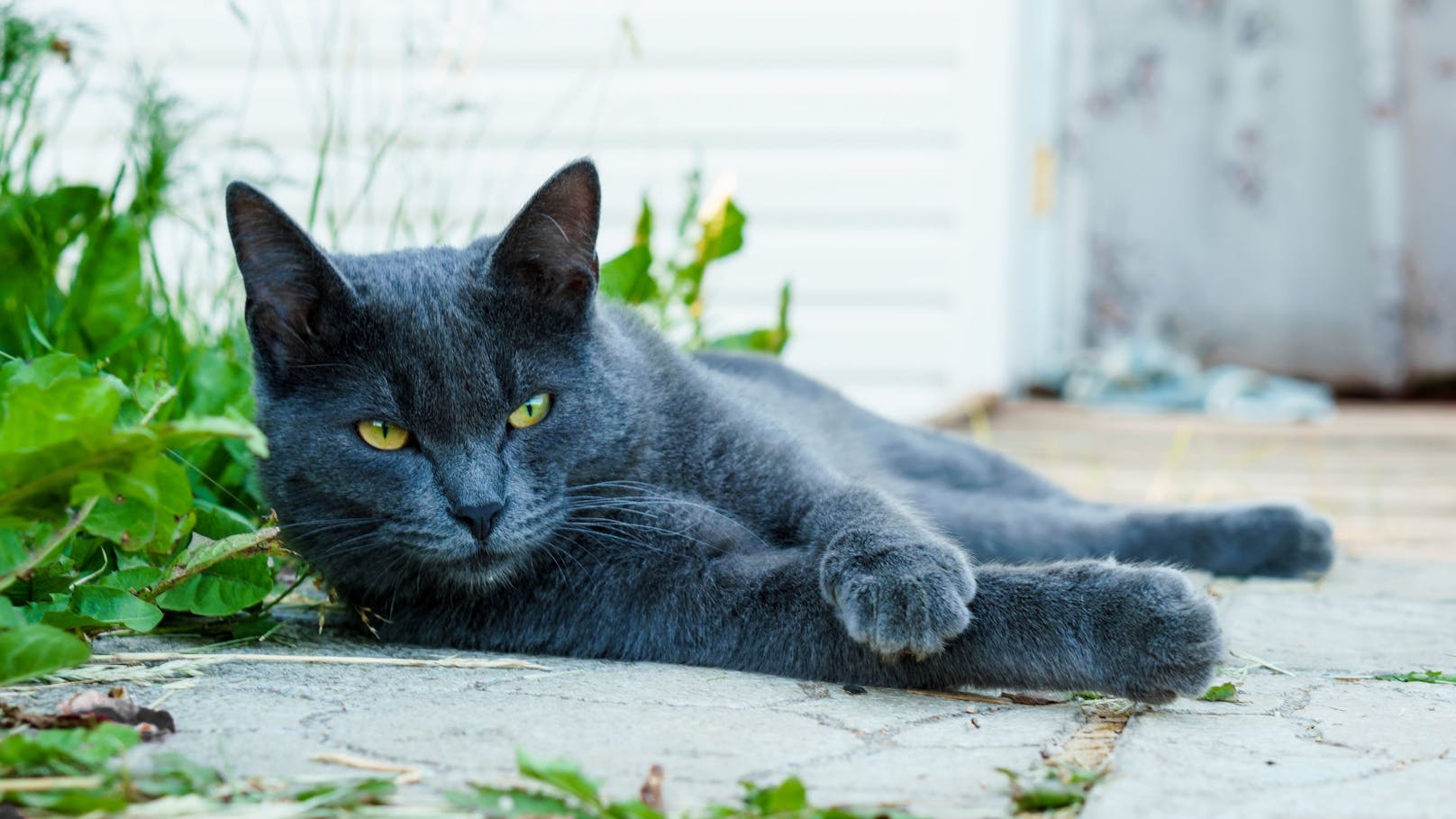 Die "<strong>Russisch blau</strong>" - Katzen gelten als besonders verschmuste und ruhige Katzen. Das blau schimmernde Fell tut sein Übriges. Ein Instagram-Hit! 
