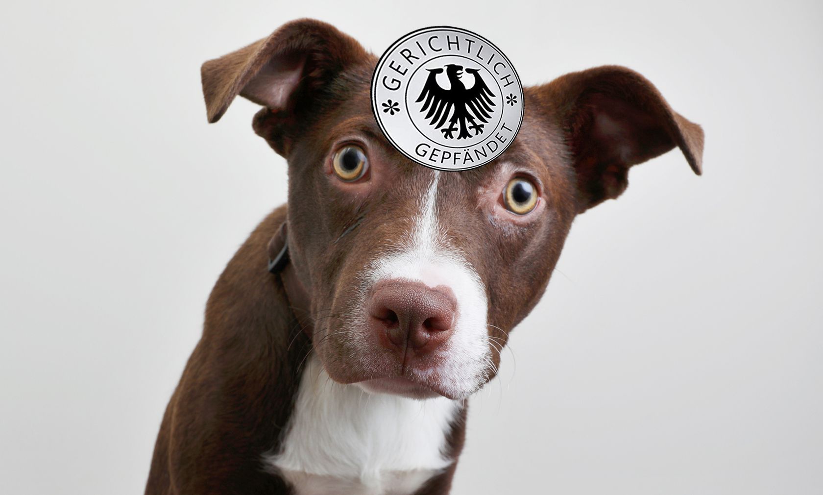 Sind in Österreich Haustiere wirklich unpfändbar? 