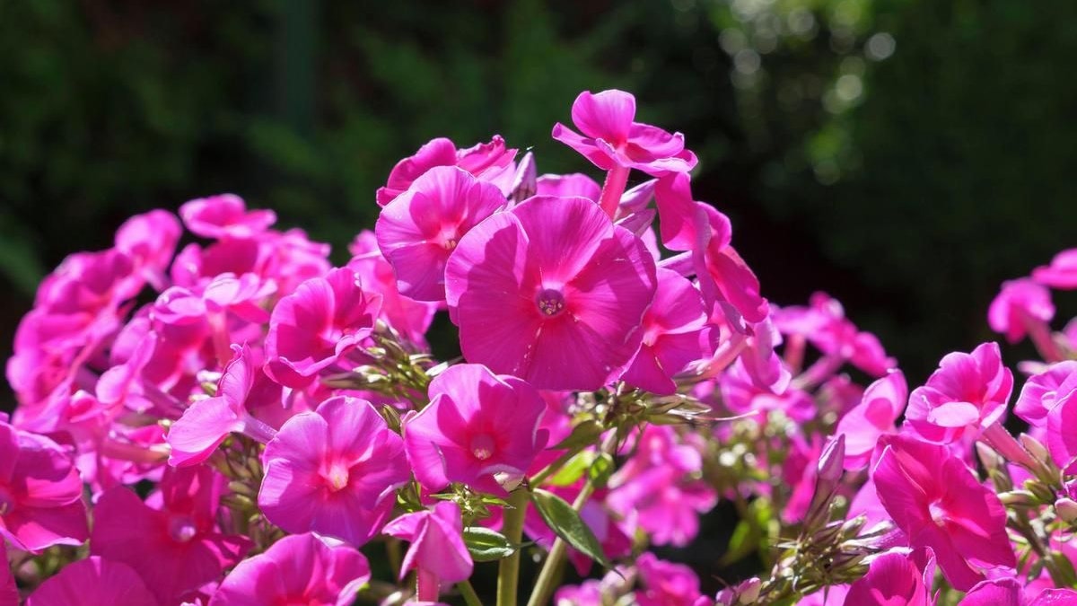 Die Pracht der frühlingshaften Flammenblume (Phlox) inspirierte Indianer zur Wortschöpfung "Pink Moon".