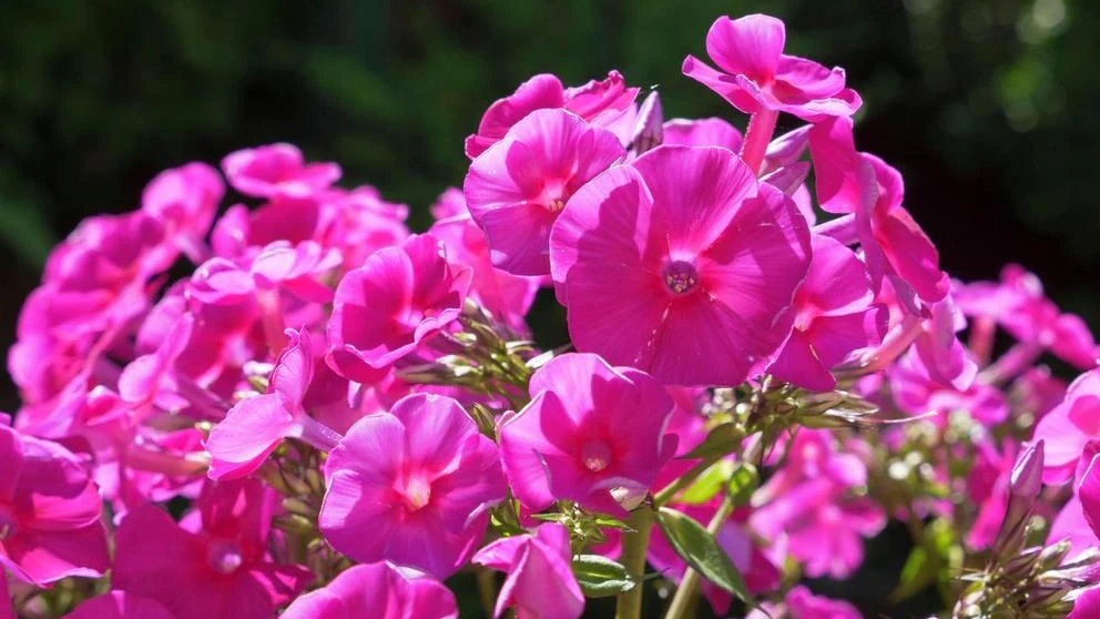 Die Pracht der frühlingshaften Flammenblume (Phlox) inspirierte Indianer zur Wortschöpfung "Pink Moon".
