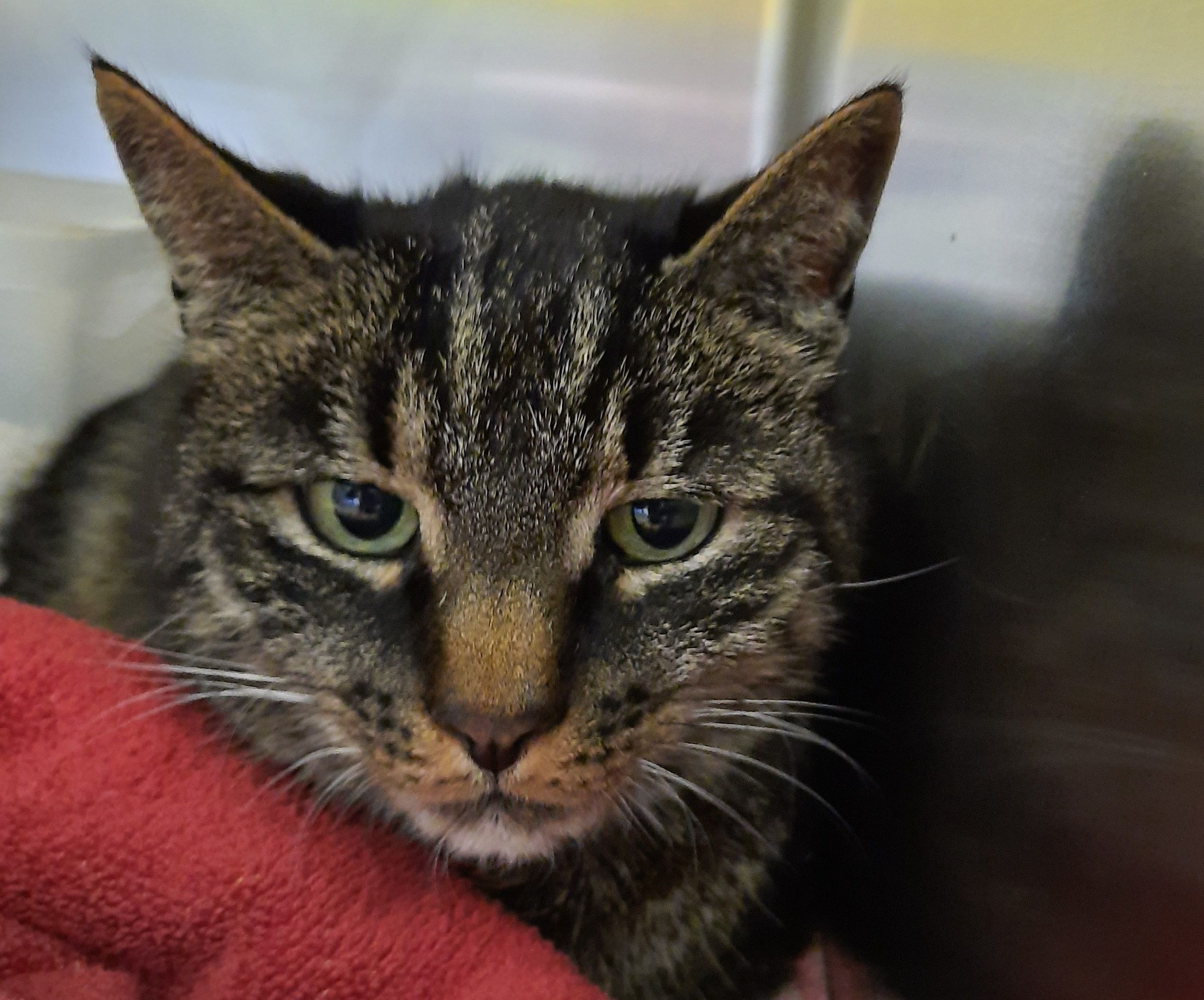 Kater Norbert war acht Monate verschollen.