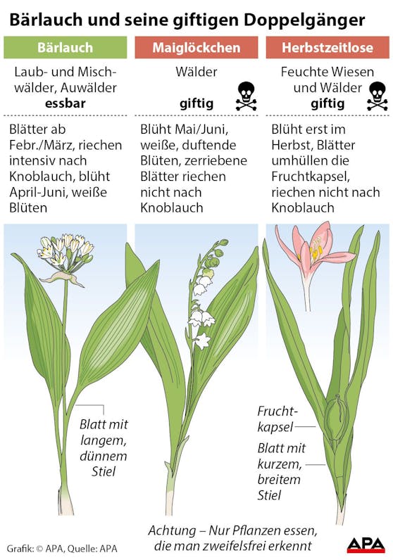 Bärlauch und seine giftigen Doppelgänger