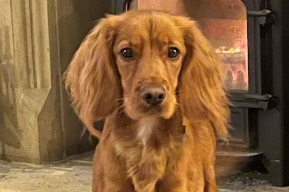 Oscar wurde nur 16 Monate alt.