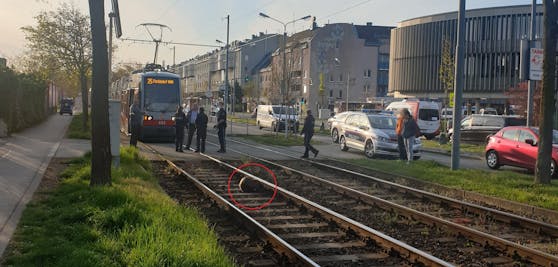 In Wien blockierte ein Biber die Straßenbahn.