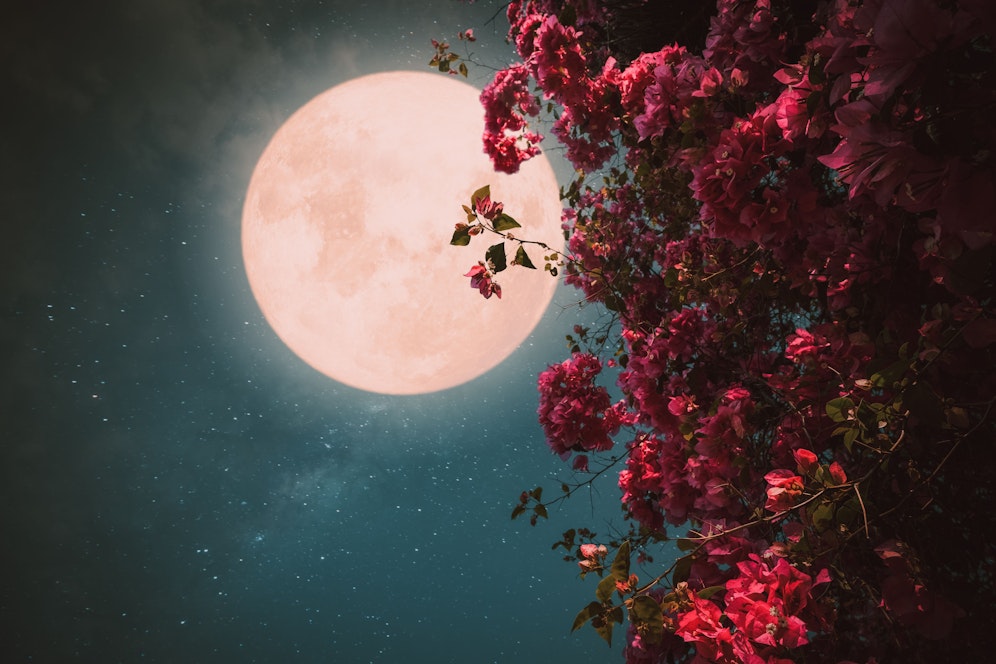 Der rosafarbene Vollmond macht die Nacht auf 27. April zum Tag.