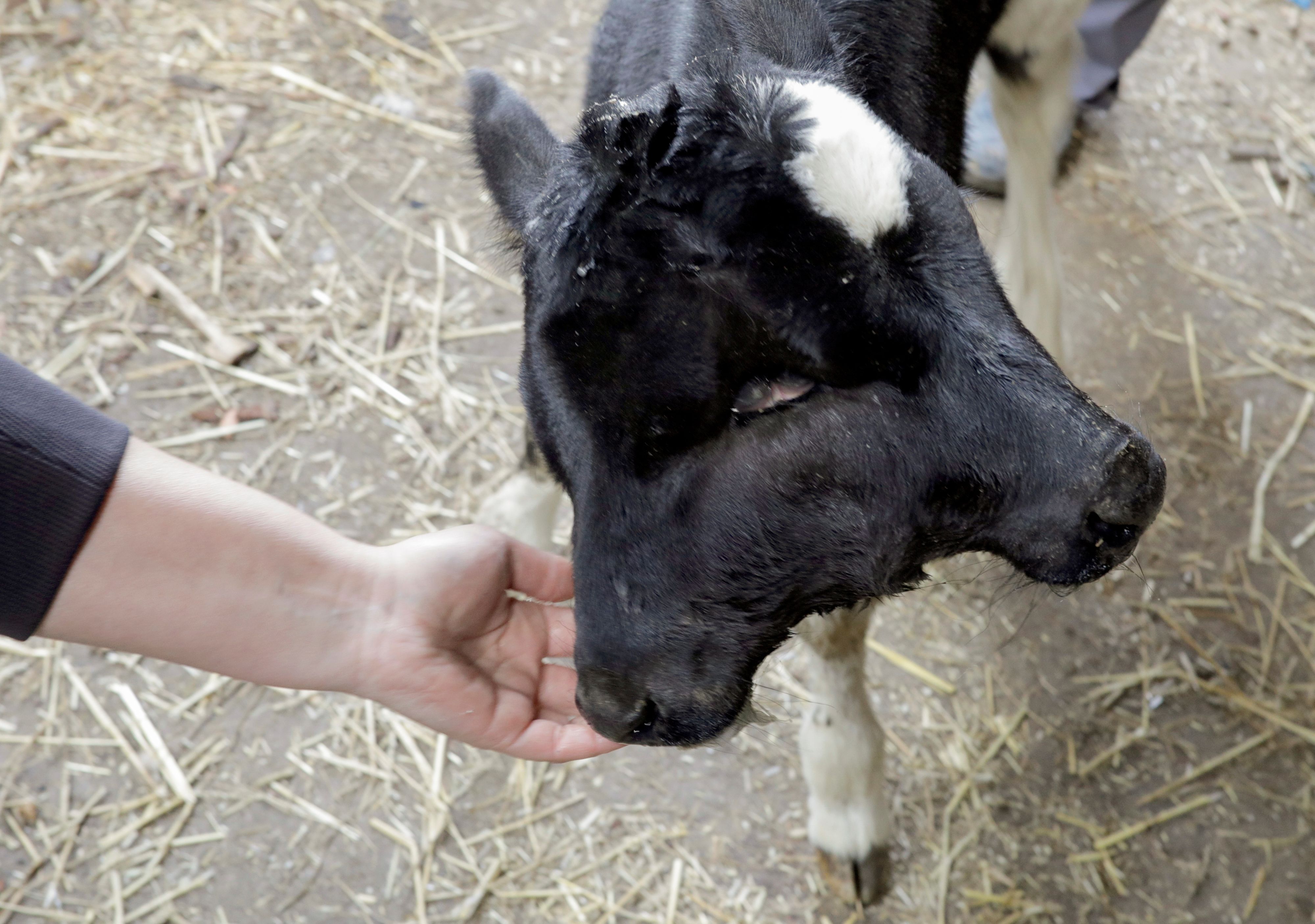 A two-headed calf  is seen at a barn in Lazec, North Macedonia, April 20, 2021. A calf has fused skulls, two pairs of eyes, two mouths, one pair of ears, and sucks milk simultaneously with two mouths. Picture taken April 20,2021. REUTERS/Ognen Teofilovski