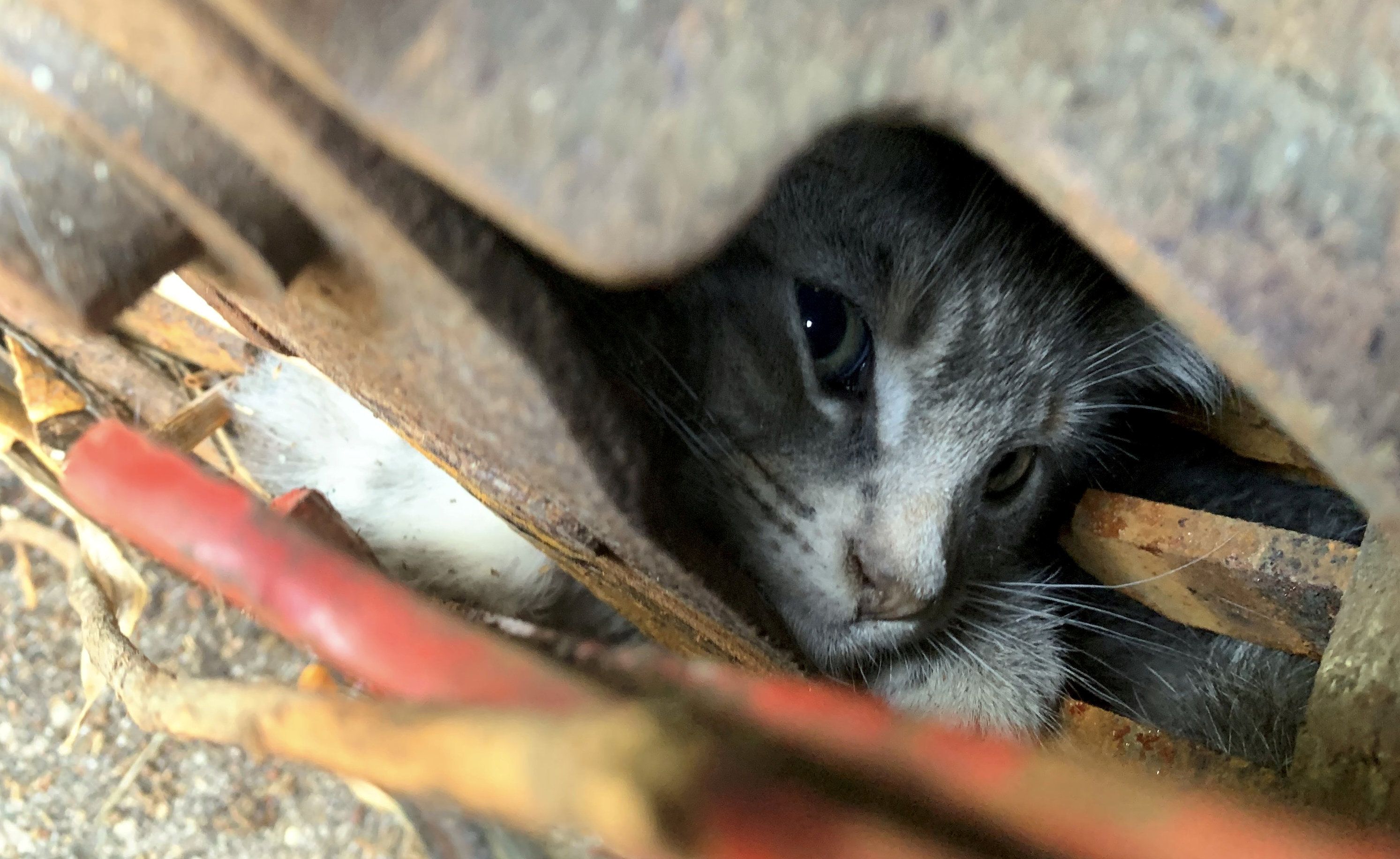 Das kleine Kätzchen saß genau zwischen den scharfen Klingen des Häckslers fest. 