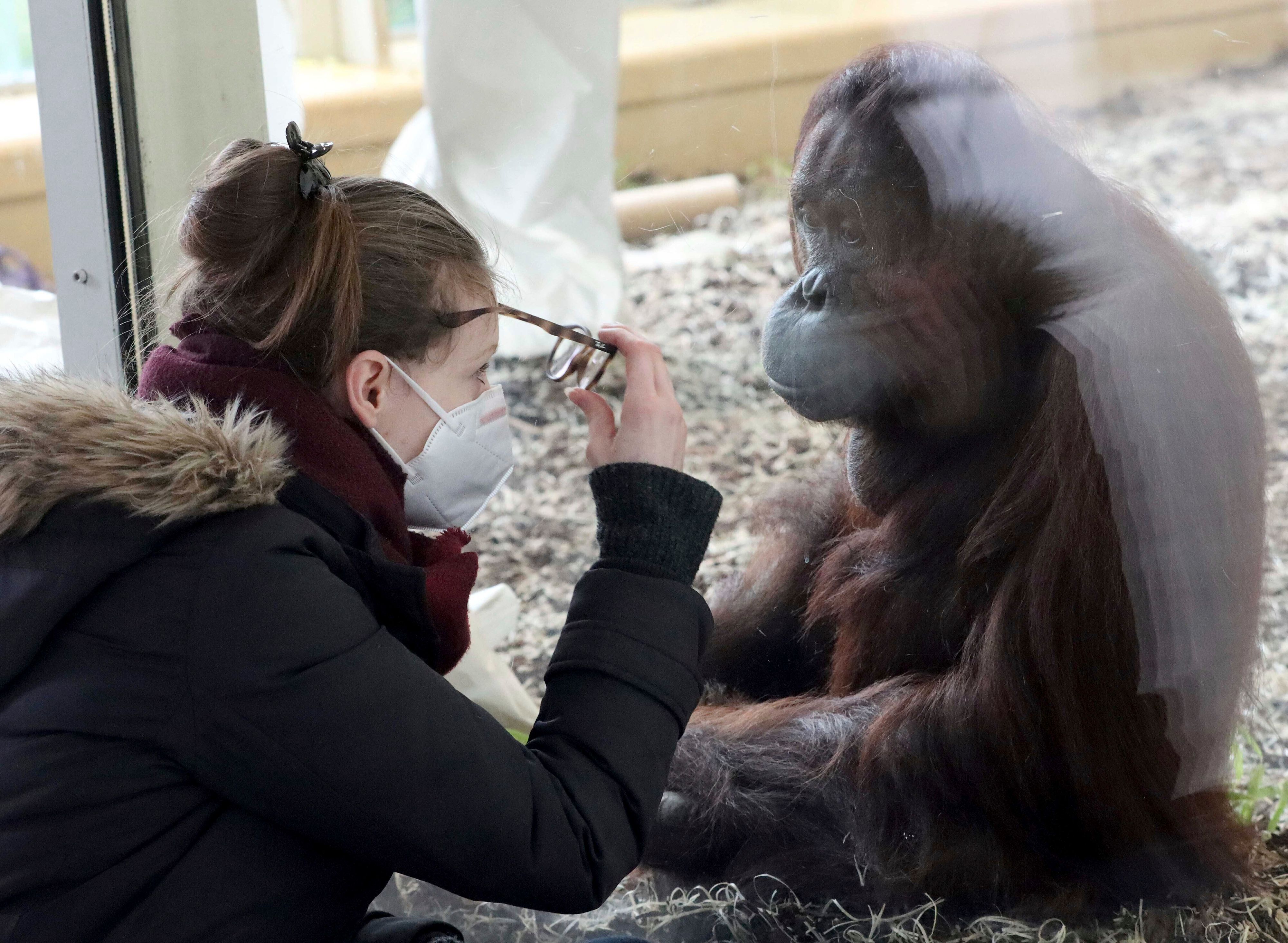 Download von www.picturedesk.com am 27.04.2021 (14:54).  FILE - In this Monday, Feb. 8, 2021, file photo, a visitor with a mask observes an orangutan in an enclosure at the Schoenbrunn Zoo in Vienna, Austria. Around the world, scientists and veterinarians are racing to protect animals from the coronavirus, often using the same playbook for minimizing disease spread among people. That includes social distancing, health checks and a vaccine for some zoo animals. (AP Photo/Ronald Zak, File) - 20210207_PD15010 - Rechteinfo: Rights Managed (RM)