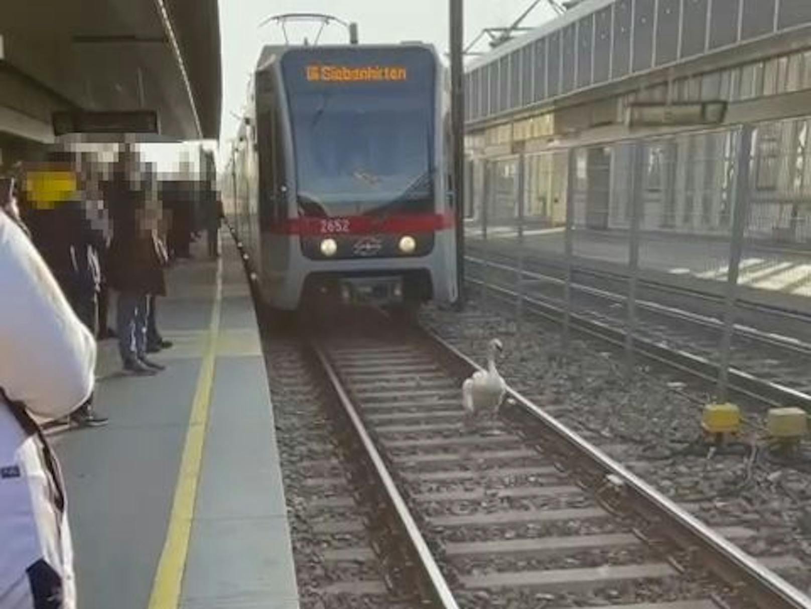 Der Schwan wurde am Dienstag zum wohl beliebtesten Fotomotiv in den Wiener Linien.