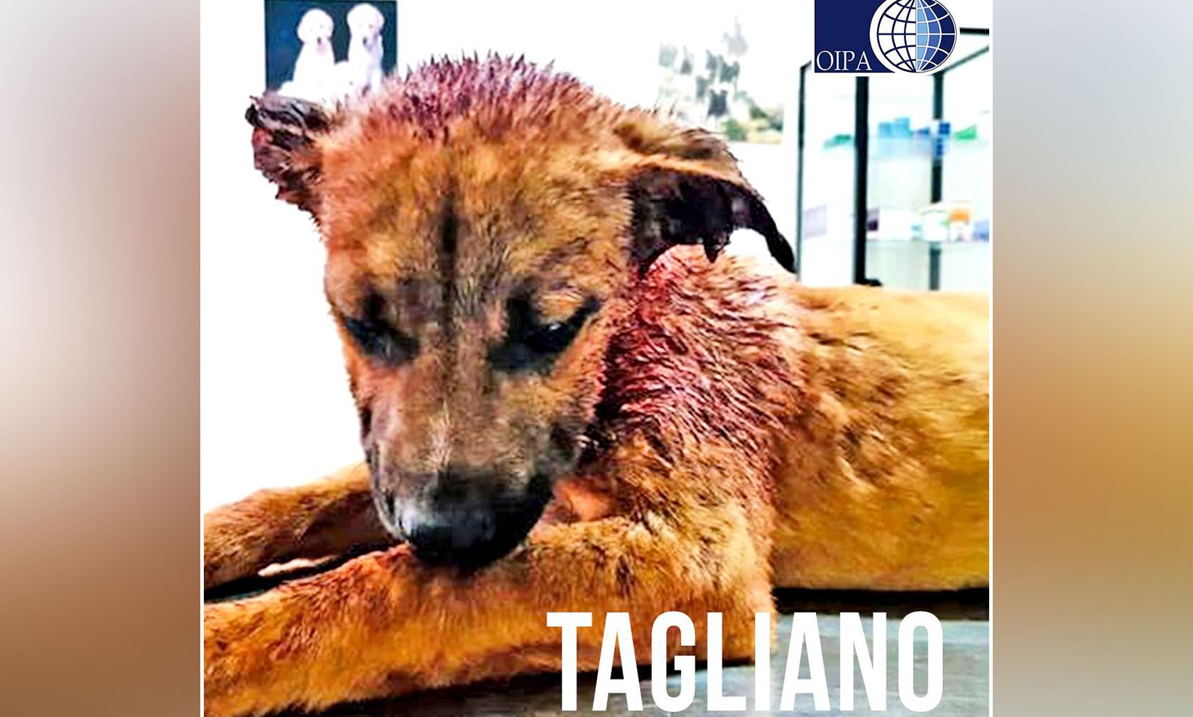 Der arme kleine Kerl wollte vermutlich nur ein paar Streicheleinheiten.... 