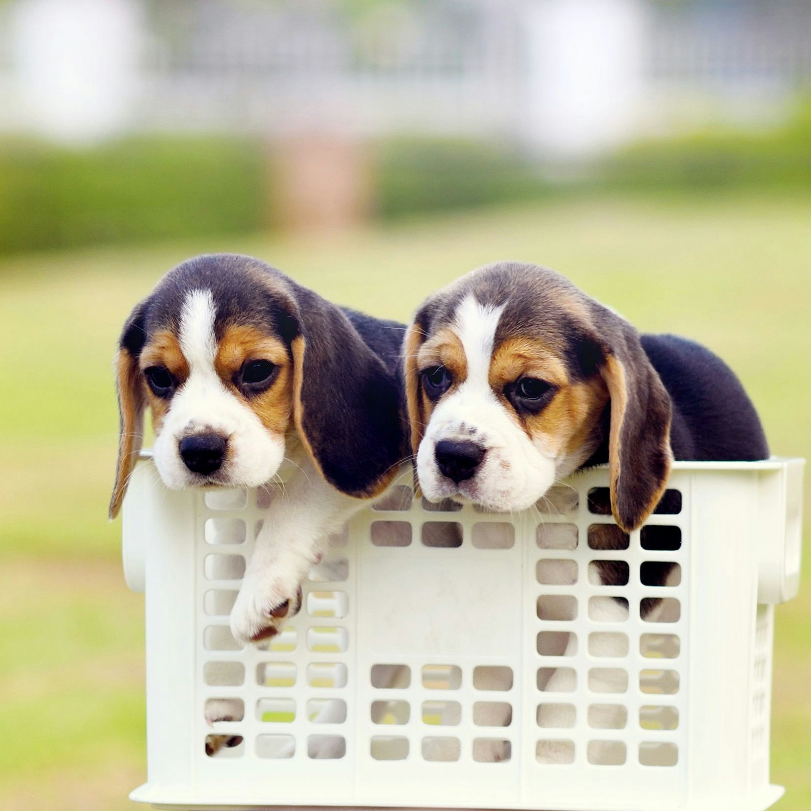 Sieben viel zu Welpen wurden geschmuggelt.