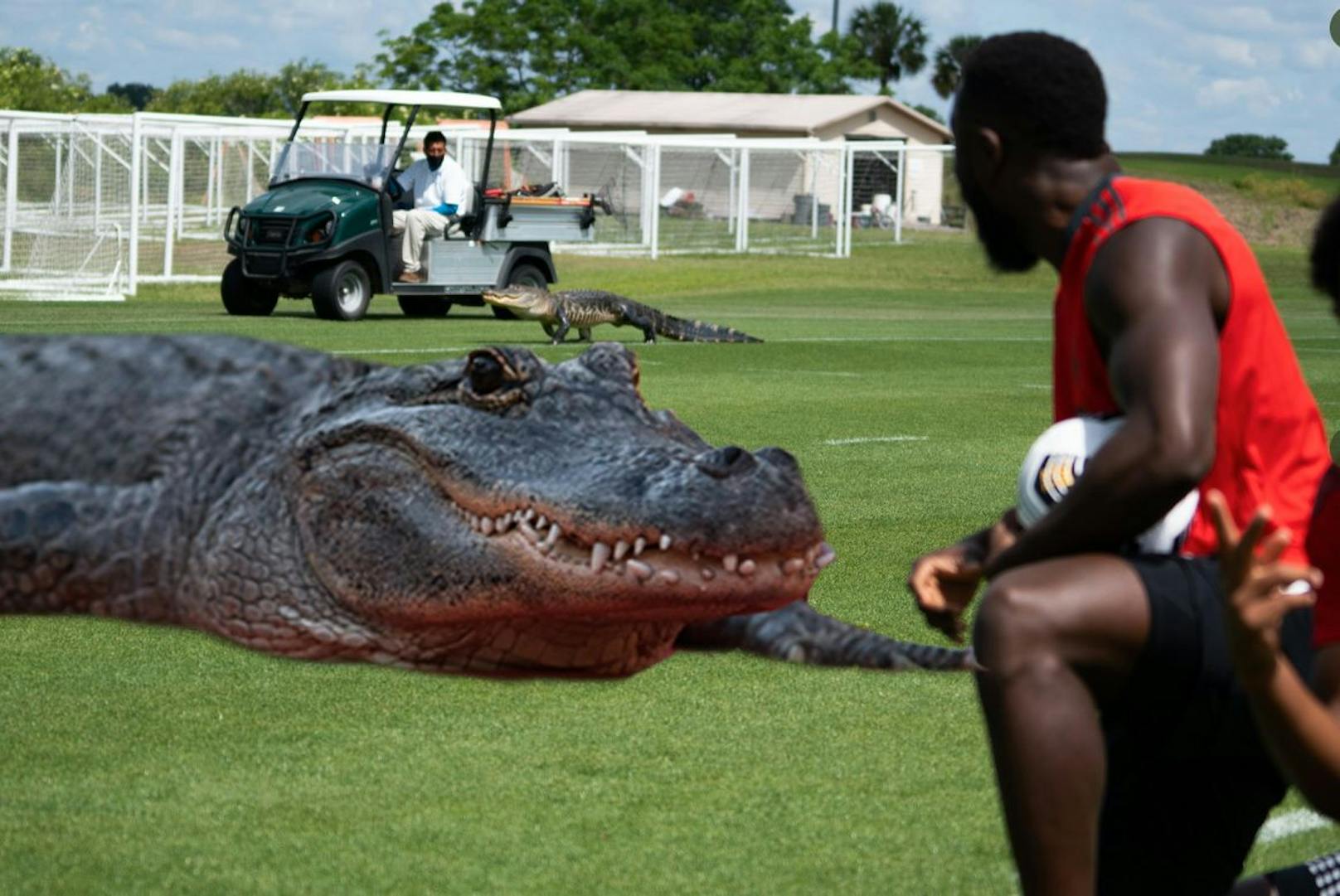 Ein Alligator mit einem Faible für Fußball