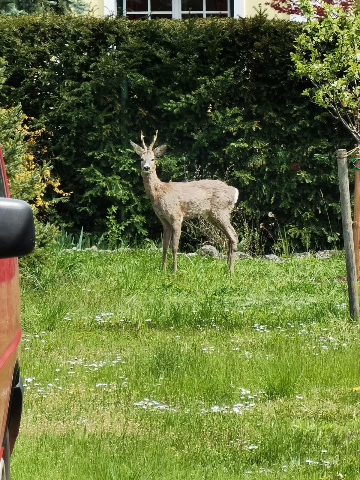 Bambi verirrte sich in den Garten