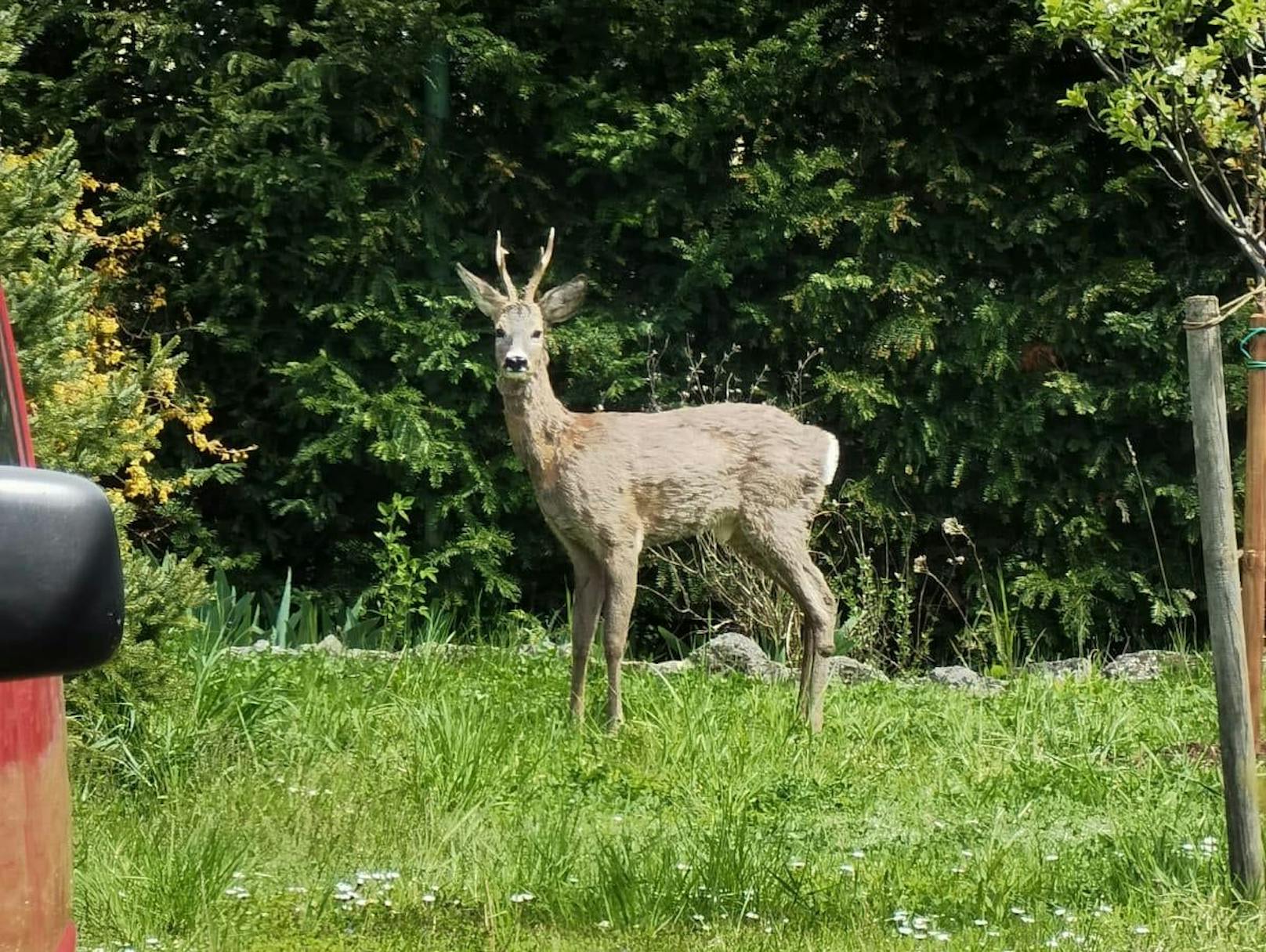 Bambi verirrte sich in den Garten
