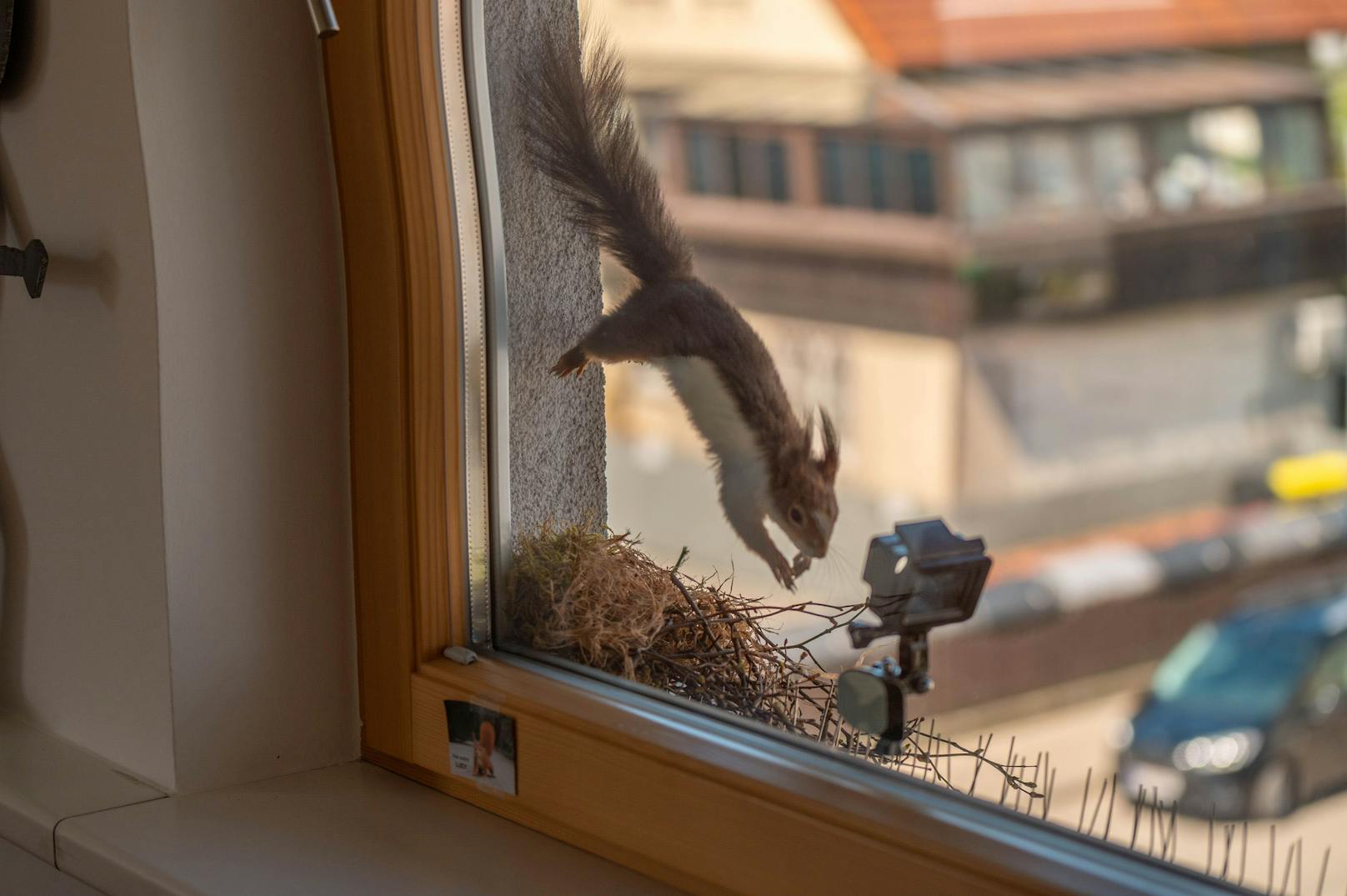 In wenigen Tagen hat das Eichhörnchen sein Nest auf dem Fensterbrett gebaut.