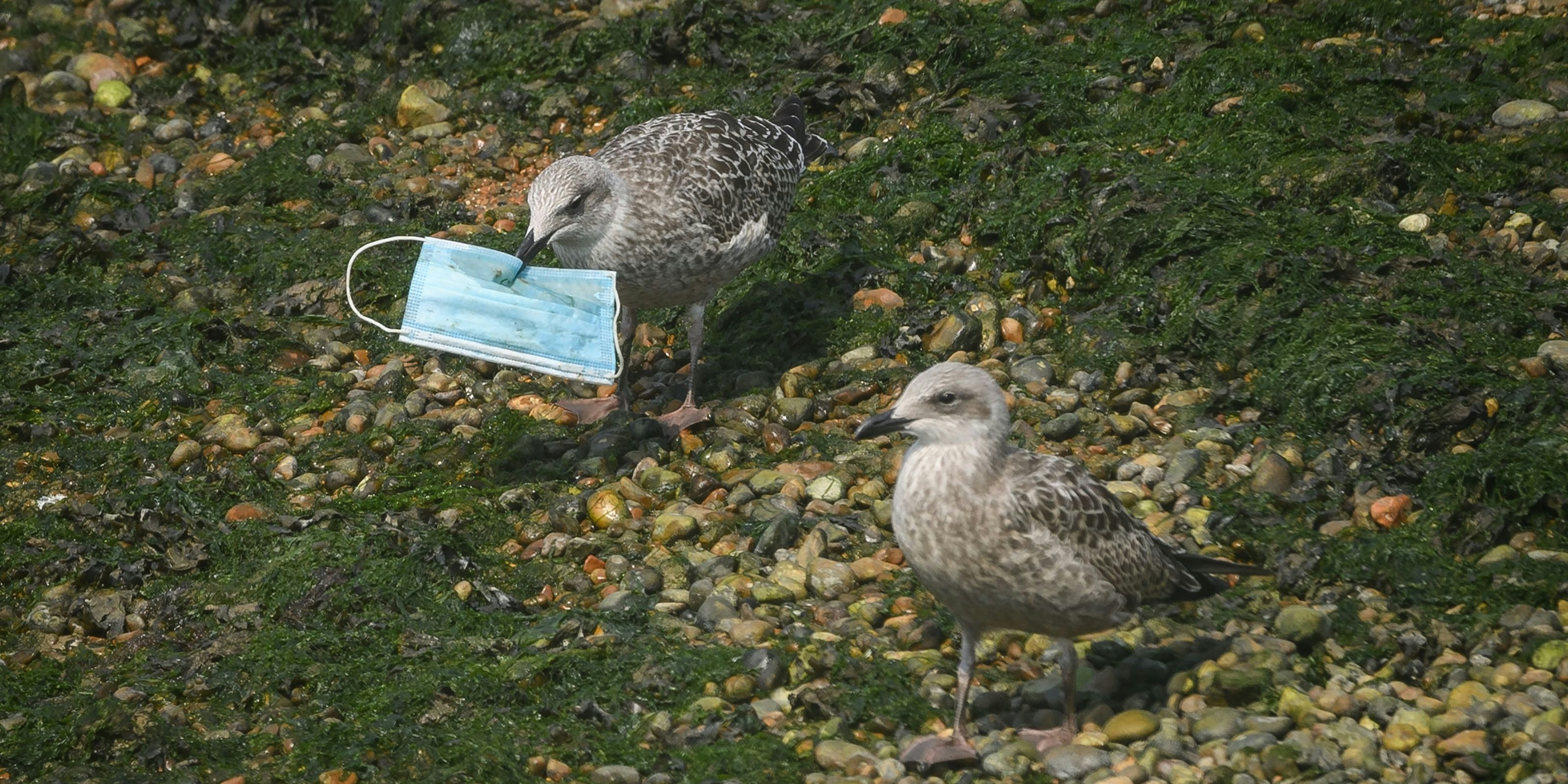 Tierschutzorganisationen rufen dazu auf, Masken korrekt zu entsorgen. Bleiben sie in der Natur liegen, können sich Wildtiere daran tödlich verletzen.