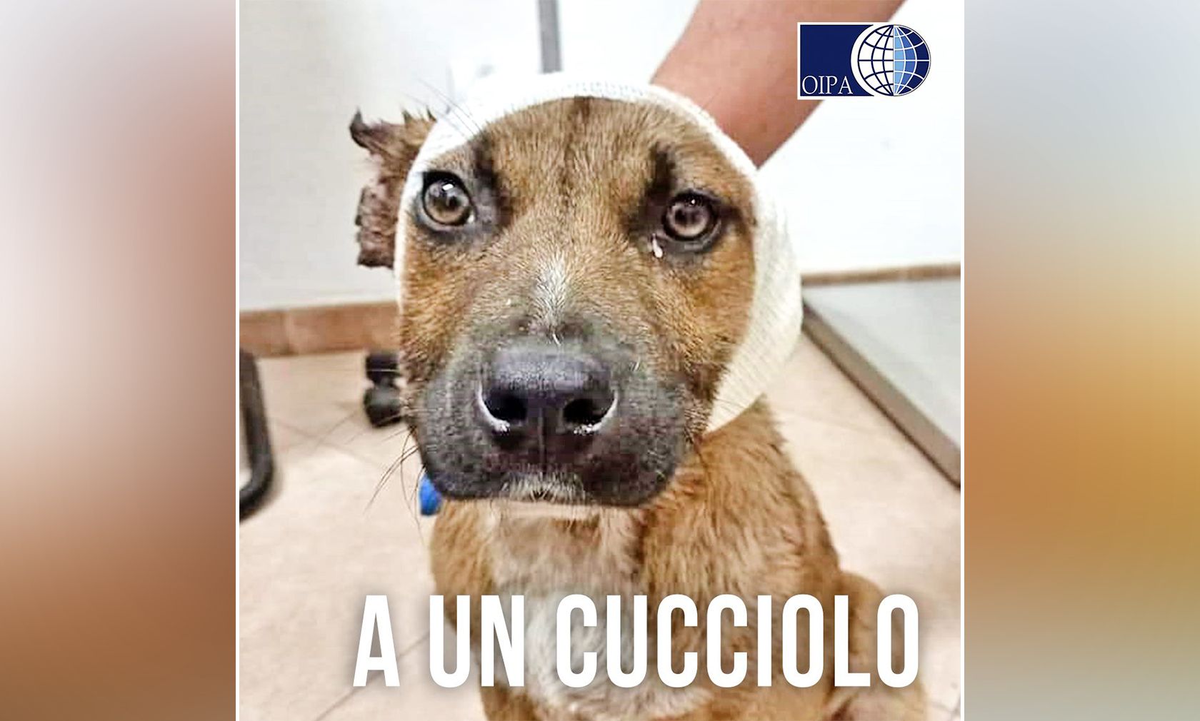 Was ist nur mit unseren Kindern los? Neunjährige haben diesen Welpen zur Belustigung gequält. 