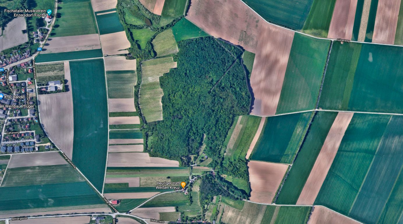 In diesem Waldstück am Königsberg soll die vermisste Frau gefunden worden sein.