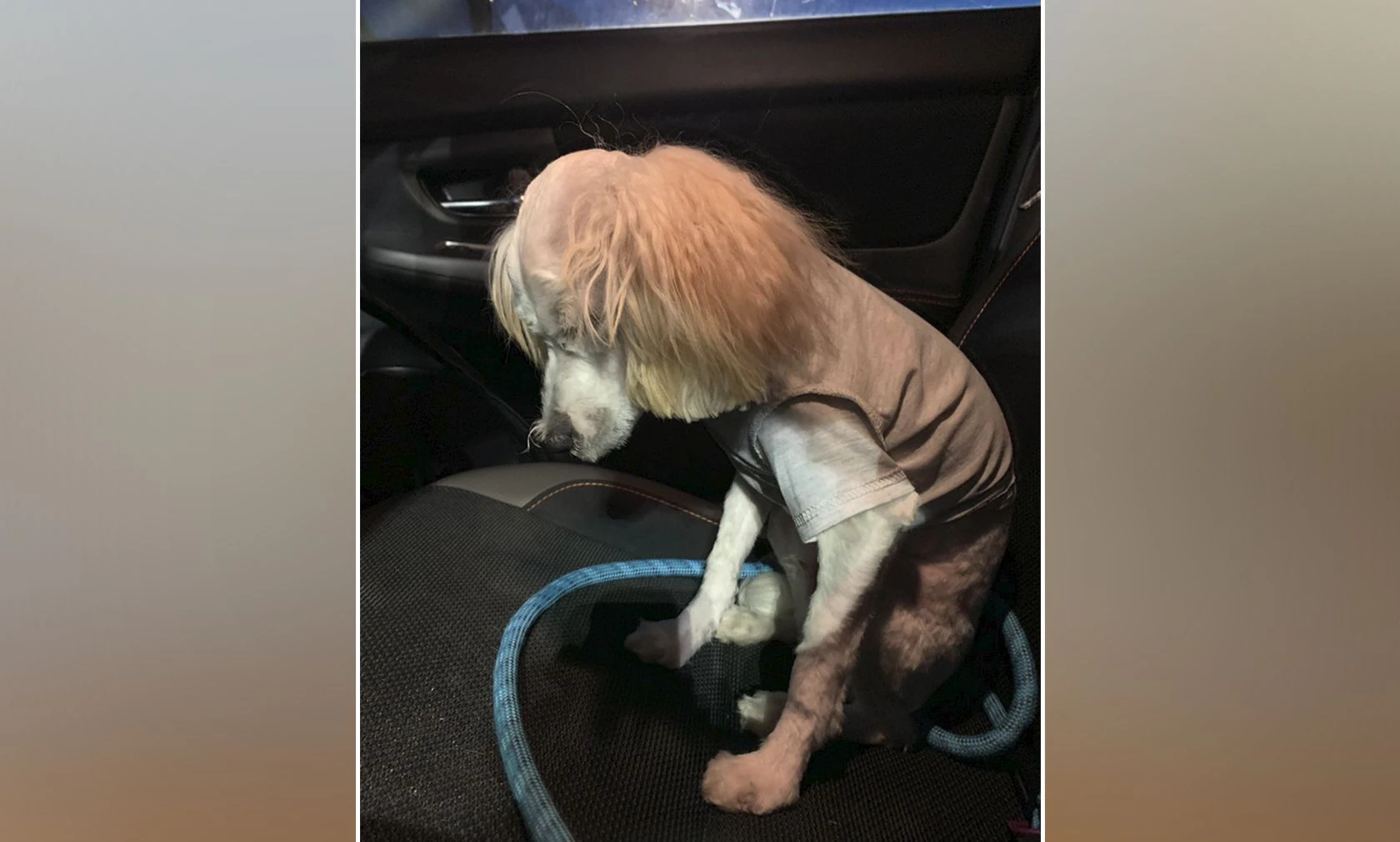 Der ehemalige Fluffi "Bear" schämt sich richtig für seinen neuen Haarschnitt. 