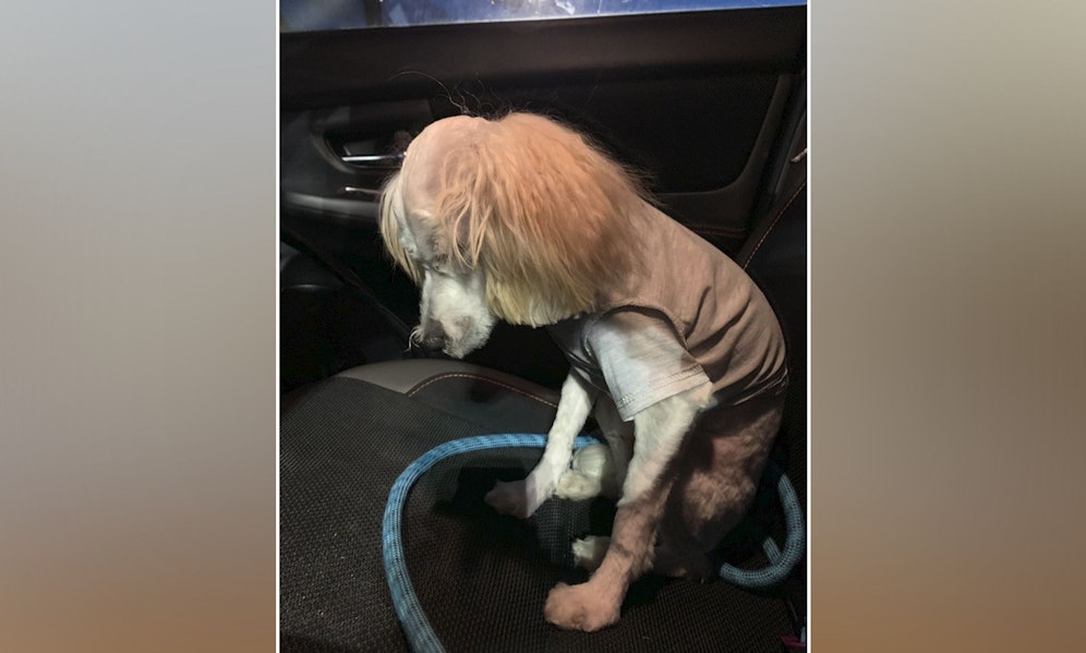 Der ehemalige Fluffi 