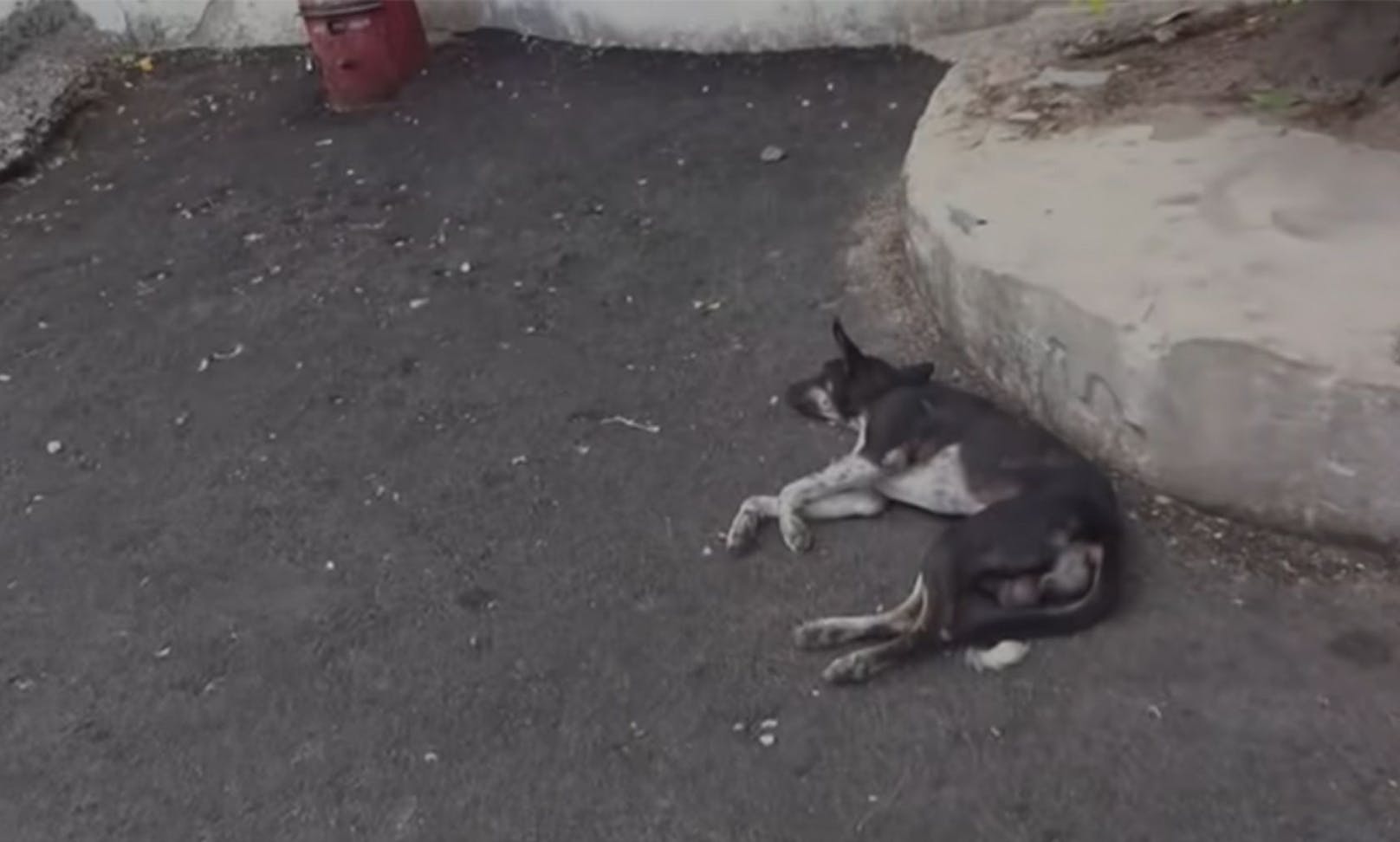 Völlig unbeweglich lag dieser Hund am Straßenrand im indischen Bundesstaat Rajasthan.