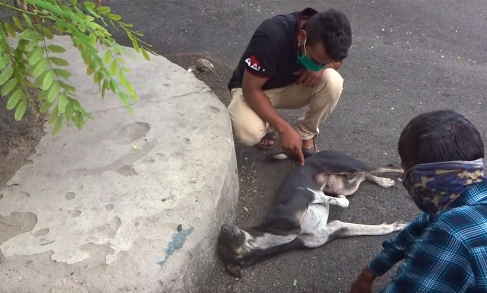 Tierschützer der Organisation Animal Aid fanden den armen Kerl. 