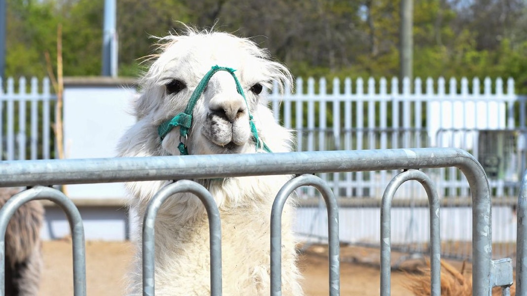 Der kleine Kerl ist ja gar nicht ausgebüxt. 