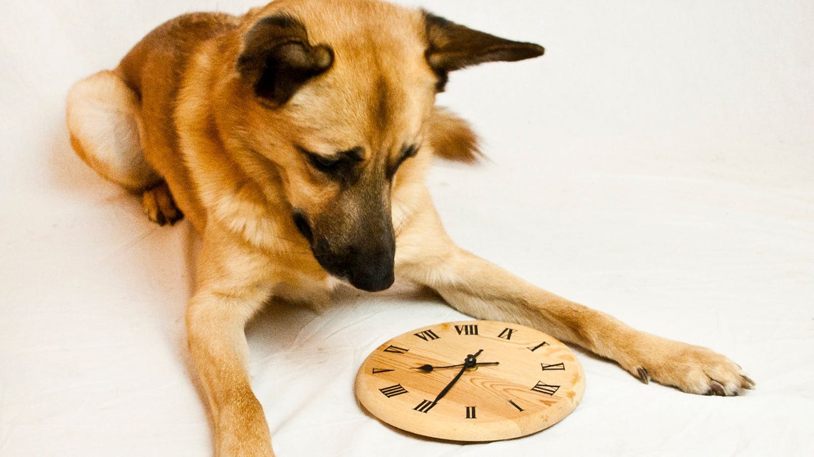 Wissen unsere Hunde wie lange wir tatsächlich weg sind? 