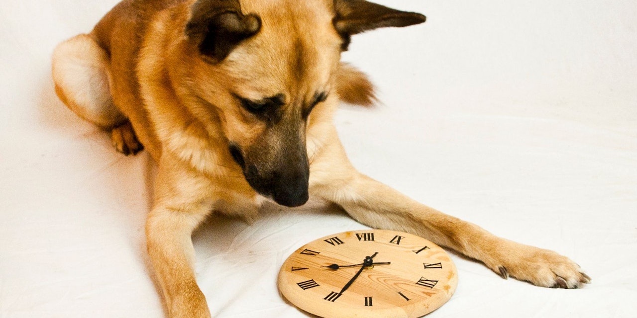 Haben unsere Hunde wirklich ein Zeitgefühl? Haustiere heute.at