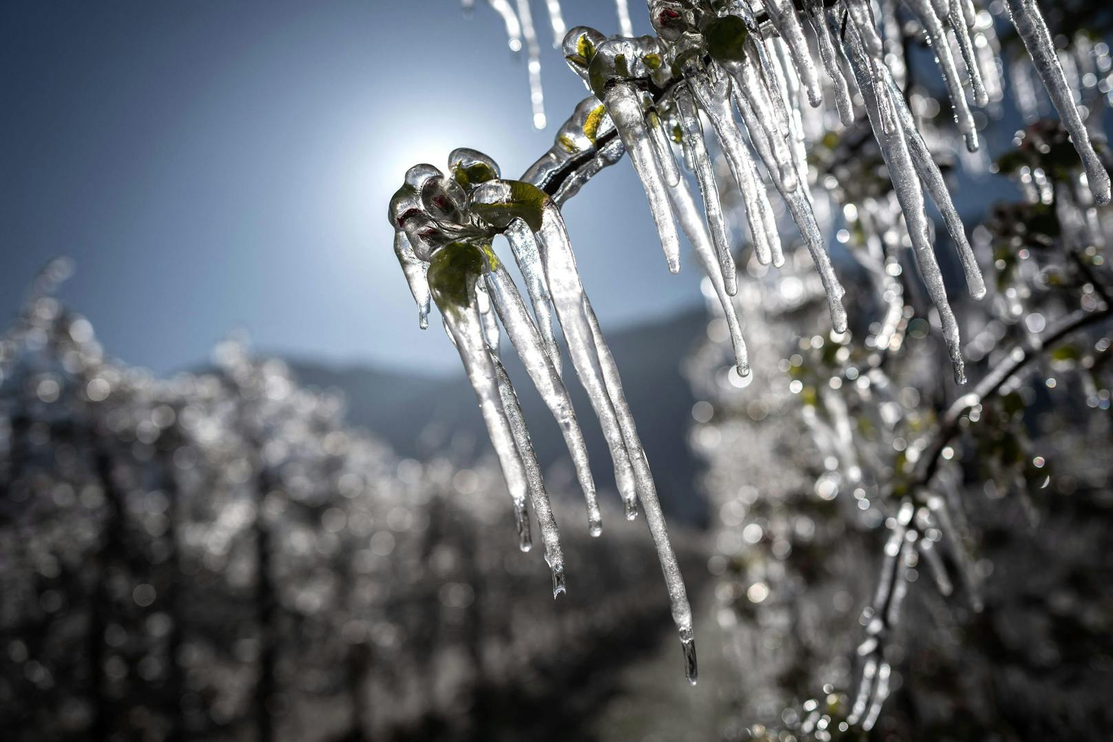 Frostnächte bereiten zur Blüte den Obstbauern im Land jedes Jahr große Sorgen. 