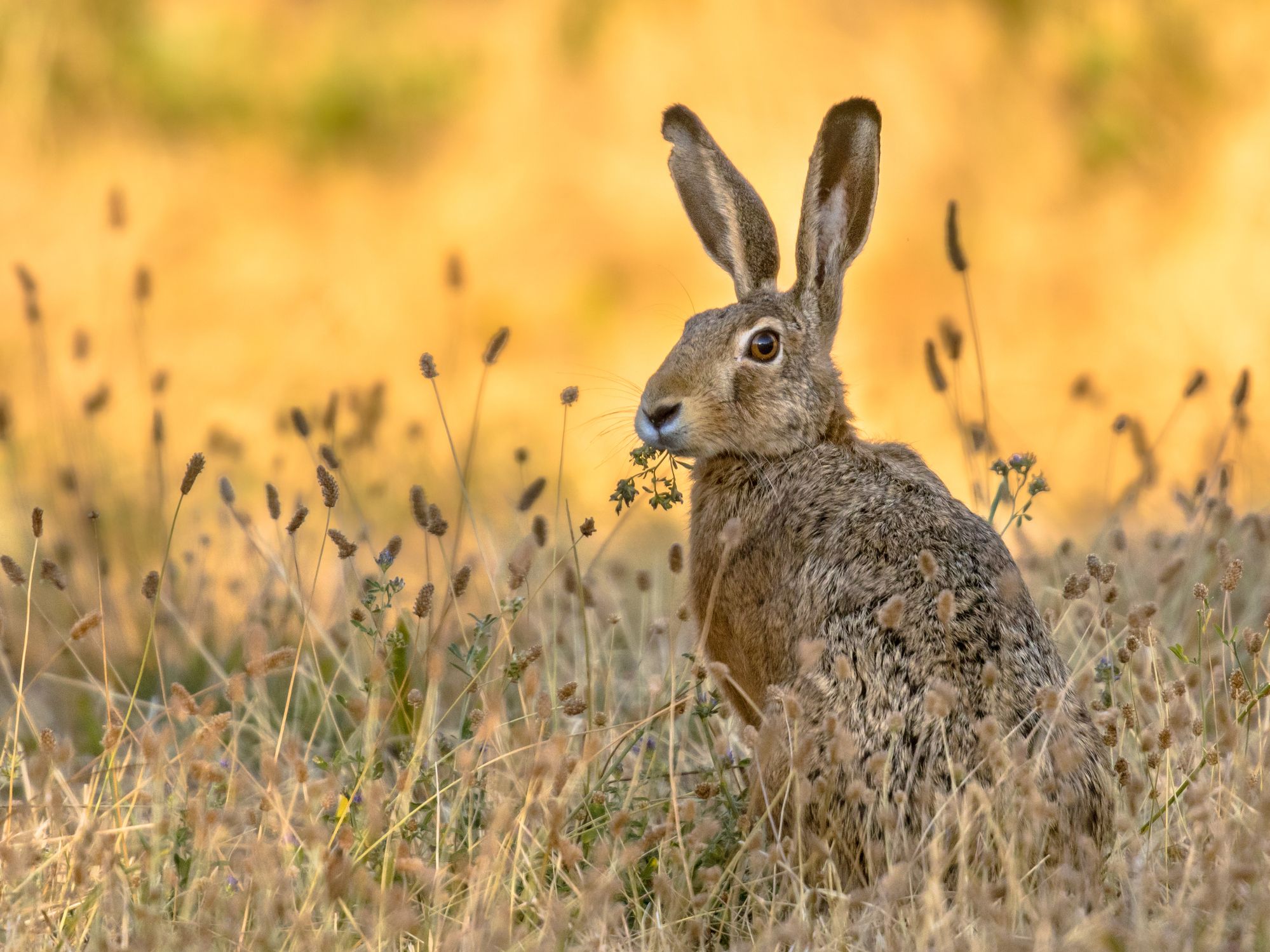 Ein Feldhase (lepus europeus). Symbolbild