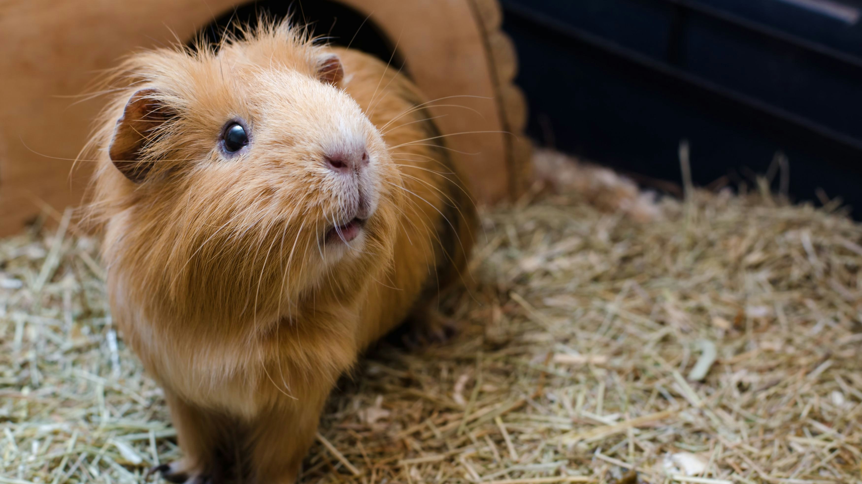 (Symbolbild) Meerschweinchen machte Abflug in Dachrinne. 