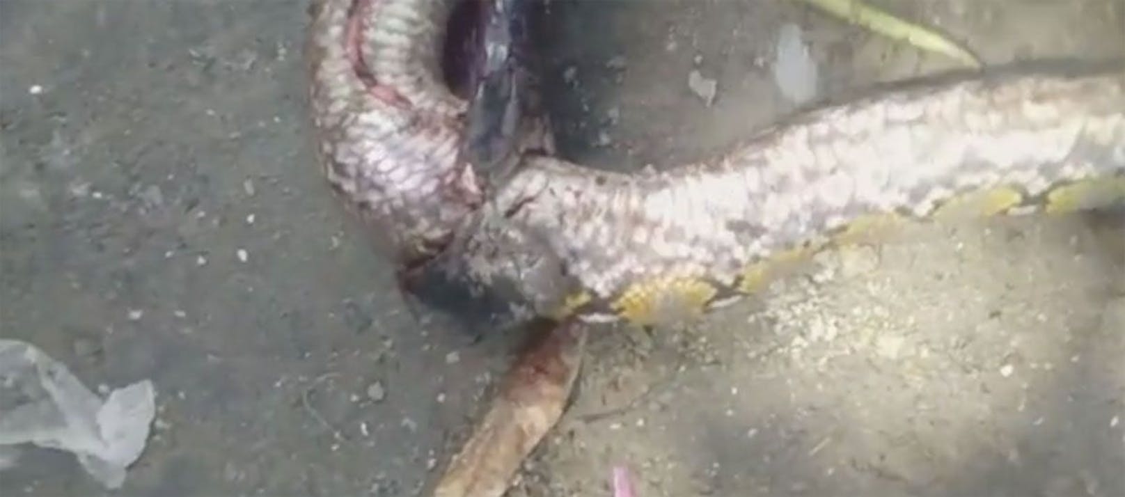 "Es sind schon vorher Menschen an Kobrabissen gestorben, deswegen hat mein Nachbar die Schlange sofort getötet", erklärte einer der Finder.